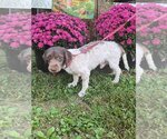 Small Photo #2 Havanese Puppy For Sale in HOPKINSVILLE/PRINCETON, KY, NH, USA