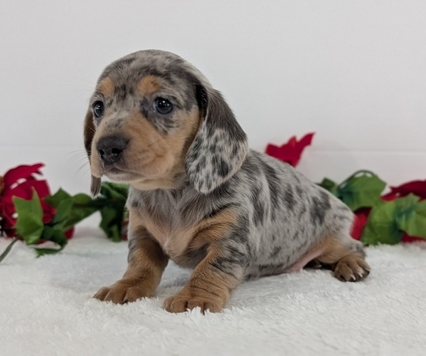 Medium Photo #5 Dachshund Puppy For Sale in GOSHEN, IN, USA