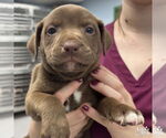 Small Labrador Retriever-Retriever Mix