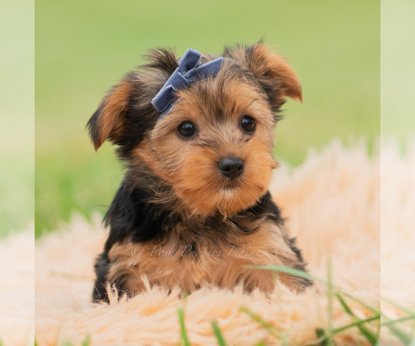 Medium Photo #4 Yorkshire Terrier Puppy For Sale in WARSAW, IN, USA