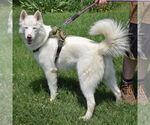 Small #1 Huskies  Mix