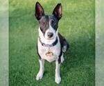 Small #14 Border Collie Mix