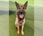 Small #1 German Shepherd Dog Mix