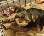 Small Photo #2 Yorkshire Terrier Puppy For Sale in LEXINGTON, GA, USA