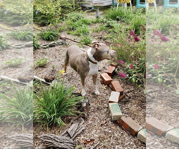 Medium Photo #25 Staffordshire Bull Terrier-Unknown Mix Puppy For Sale in Mount Laurel, NJ, USA