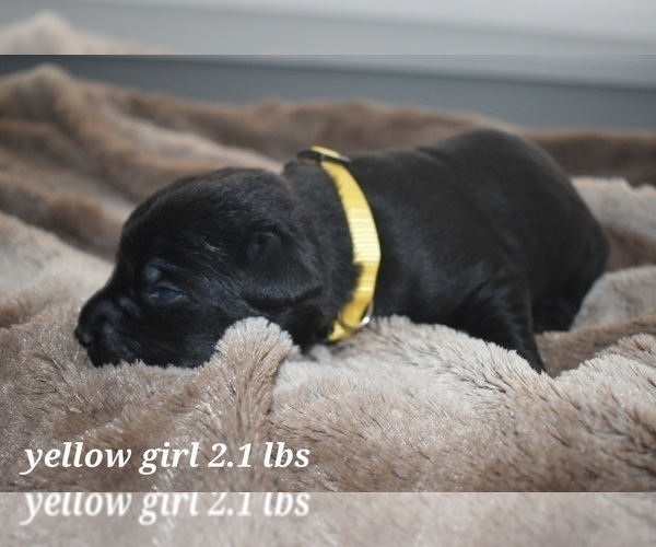 Medium Photo #9 Labrador Retriever Puppy For Sale in PAWNEE, IL, USA