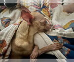 Small #2 Chihuahua