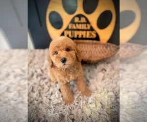 Poodle (Standard) Puppy for sale in CROSSVILLE, TN, USA