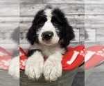 Small #1 Bernedoodle