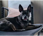 Small #3 American Pit Bull Terrier Mix