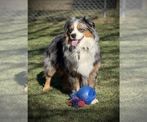 Father of the Miniature Australian Shepherd puppies born on 04/23/2023