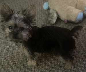 Morkie Puppy for sale in BOLIVAR, MO, USA