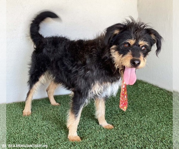 Medium Photo #2 Mutt Puppy For Sale in San Diego, CA, USA