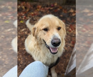 Golden Pyrenees Dogs for adoption in WALKERVILLE, MI, USA