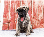 Small Photo #4 Mastiff Puppy For Sale in WAKARUSA, IN, USA