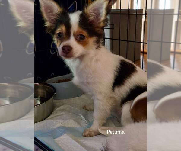 Medium Photo #1 Chihuahua Puppy For Sale in New York, NY, USA