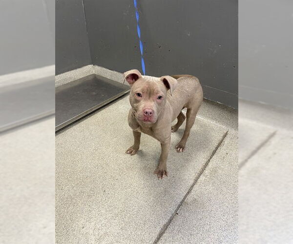 Medium Photo #1 Staffordshire Bull Terrier-Unknown Mix Puppy For Sale in Tallahassee, FL, USA