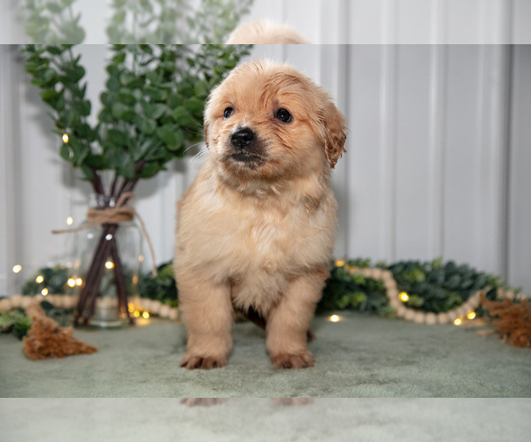 Medium Photo #1 Golden Retriever Puppy For Sale in HOLMESVILLE, OH, USA