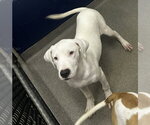 Frosty 5mo (AVA 10/28) - Male Mutt Dog for Adoption - Small photo