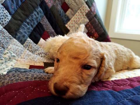 Medium Photo #8 Goldendoodle Puppy For Sale in PELHAM, NH, USA