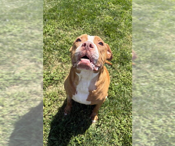Medium Photo #6 American Pit Bull Terrier-Unknown Mix Puppy For Sale in Winston Salem, NC, USA