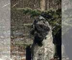 Small Photo #1 Sheprador Puppy For Sale in MILLVILLE, MN, USA