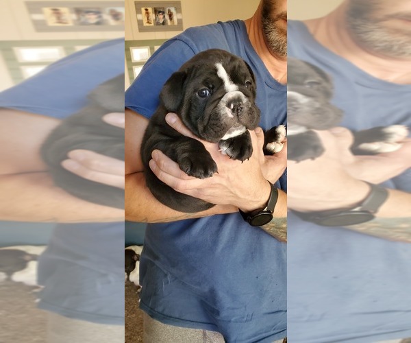 Medium Photo #10 English Bulldog Puppy For Sale in DERBY, KS, USA