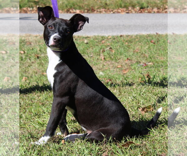 Medium Photo #3 Mutt Puppy For Sale in Prattville, AL, USA