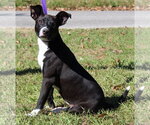 Small Photo #3 Mutt Puppy For Sale in Prattville, AL, USA