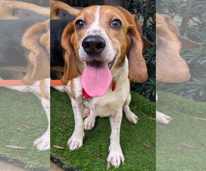 Beagle Dogs for adoption in Dunnellon, FL, USA