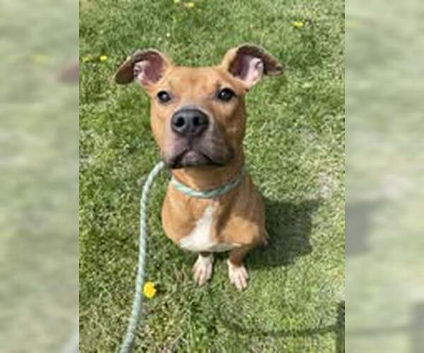 Medium Photo #6 Mutt Puppy For Sale in Crete, IL, USA