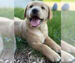 Puppy Dudley Fox Red Labrador Retriever