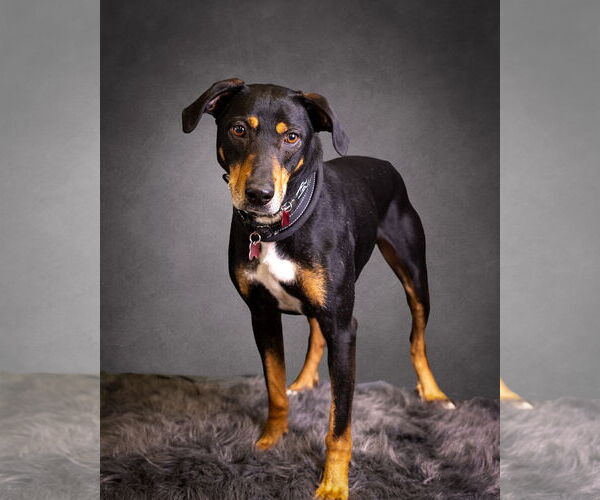 Medium Photo #1 Mutt Puppy For Sale in Mount Laurel, NJ, USA