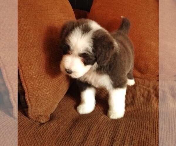 Medium Photo #1 Bearded Collie Puppy For Sale in RACINE, WI, USA