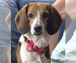 Small #14 Beagle