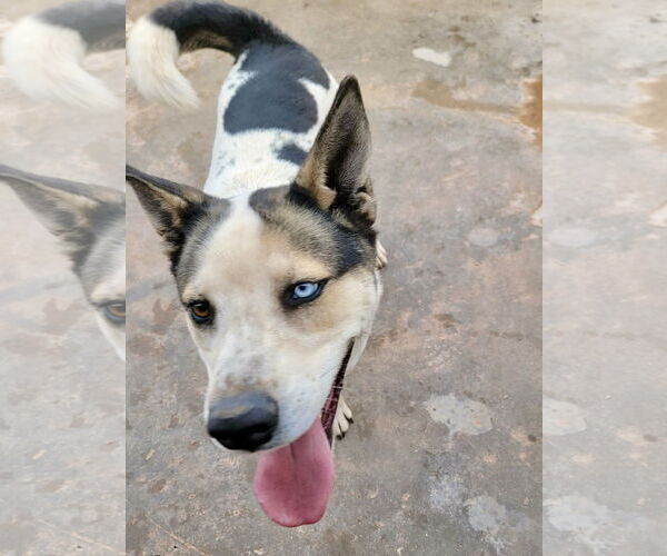 Medium Photo #4 Siberian Husky-Unknown Mix Puppy For Sale in Cedar Crest, NM, USA