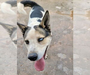 Bluey - Male Siberian Husky-Unknown Mix Dog for Adoption - Photo #4