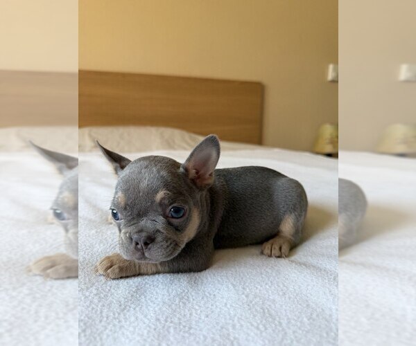 Medium Photo #6 French Bulldog Puppy For Sale in RENTON, WA, USA