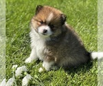 Small #4 Pomeranian