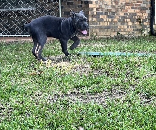 Medium Photo #11 Cane Corso Puppy For Sale in MONTGOMERY, AL, USA