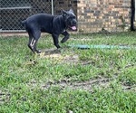 Small #10 Cane Corso