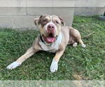 Small #4 American Staffordshire Terrier Mix