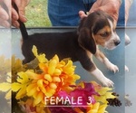 Small #12 Beagle