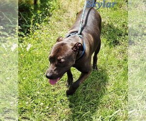 Skylar - Female Mutt Dog for Adoption - Photo #2