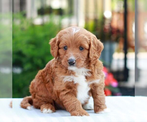 Medium Photo #4 Cavapoo (Miniature) Puppy For Sale in LITITZ, PA, USA