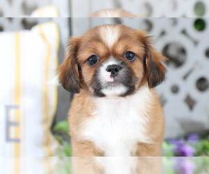 Shih Tzu Puppy for sale in MOUNT VERNON, OH, USA
