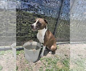 Macey - Female Mutt Dog for Adoption - Photo #4