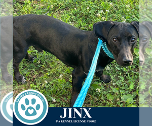 Dachshund-Unknown Mix Dogs for adoption in Kimberton, PA, USA