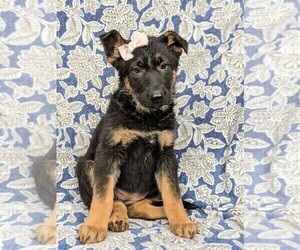 German Shepherd Dog Puppy for sale in LANCASTER, PA, USA