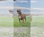 Image preview for Ad Listing. Nickname: Red Fawn Male